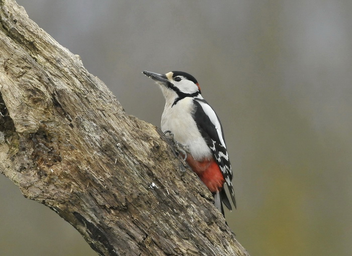 Picchio rosso maggiore - Dendrocopus major